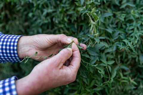 Cats Claw Creeper
