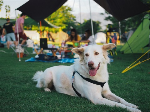 close up of white dog in nature