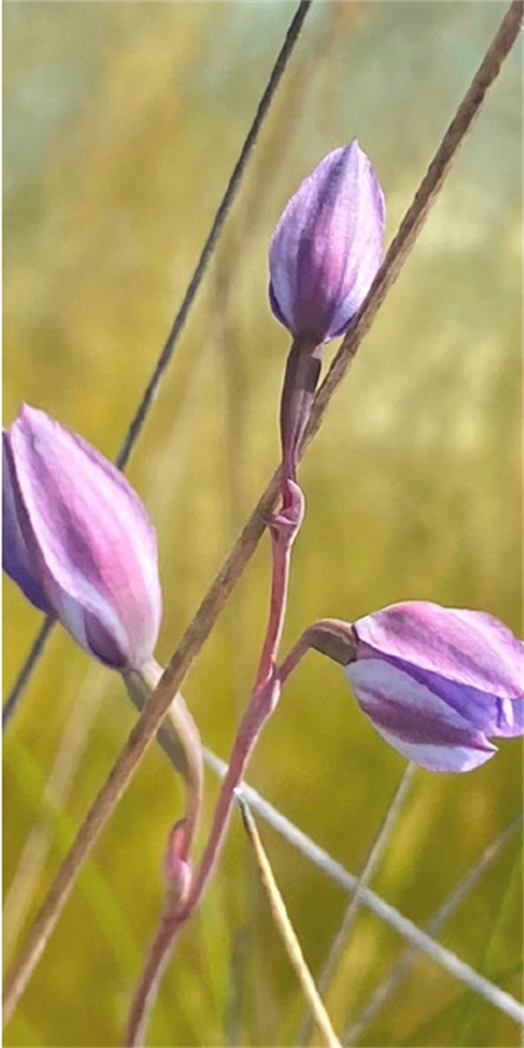 Screenshot 2026-07-21 133047.png