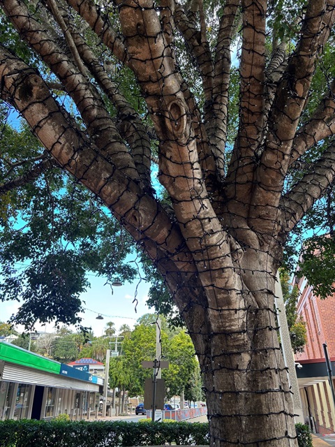 Mary St Tree.jpg