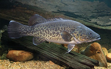 mary river cod