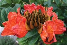 African Tulip Tree