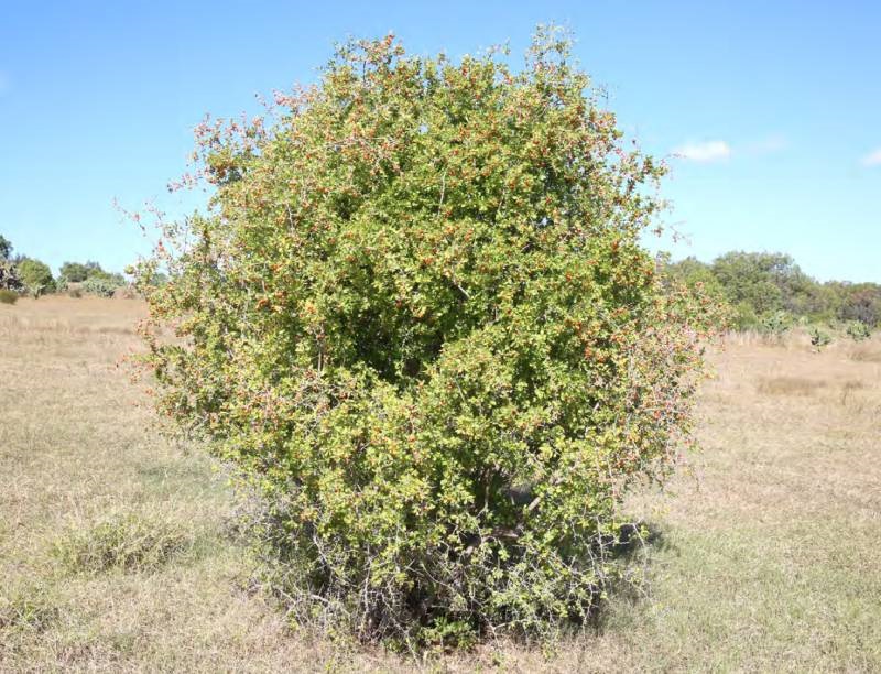 African Boxthorn