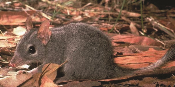 Brush tailed Phascogale