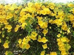cats claw creeper