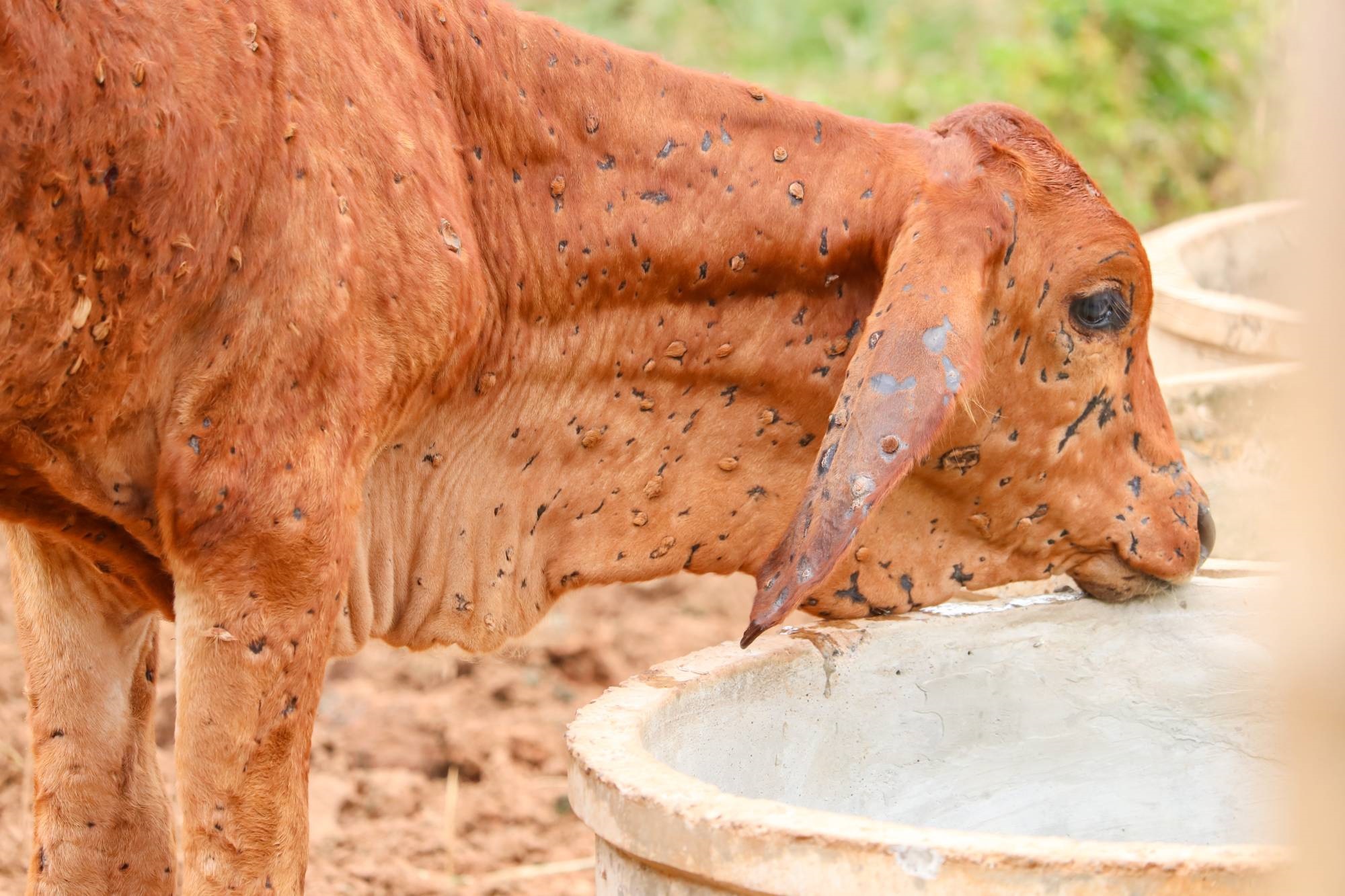 diseased cow