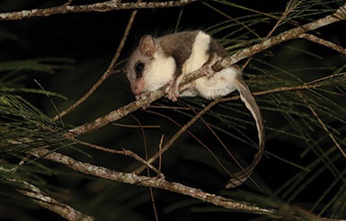 feathertail glider on branch