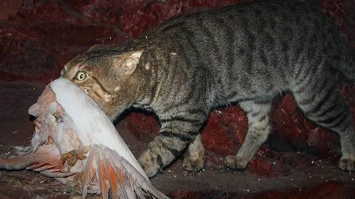 Feral cat