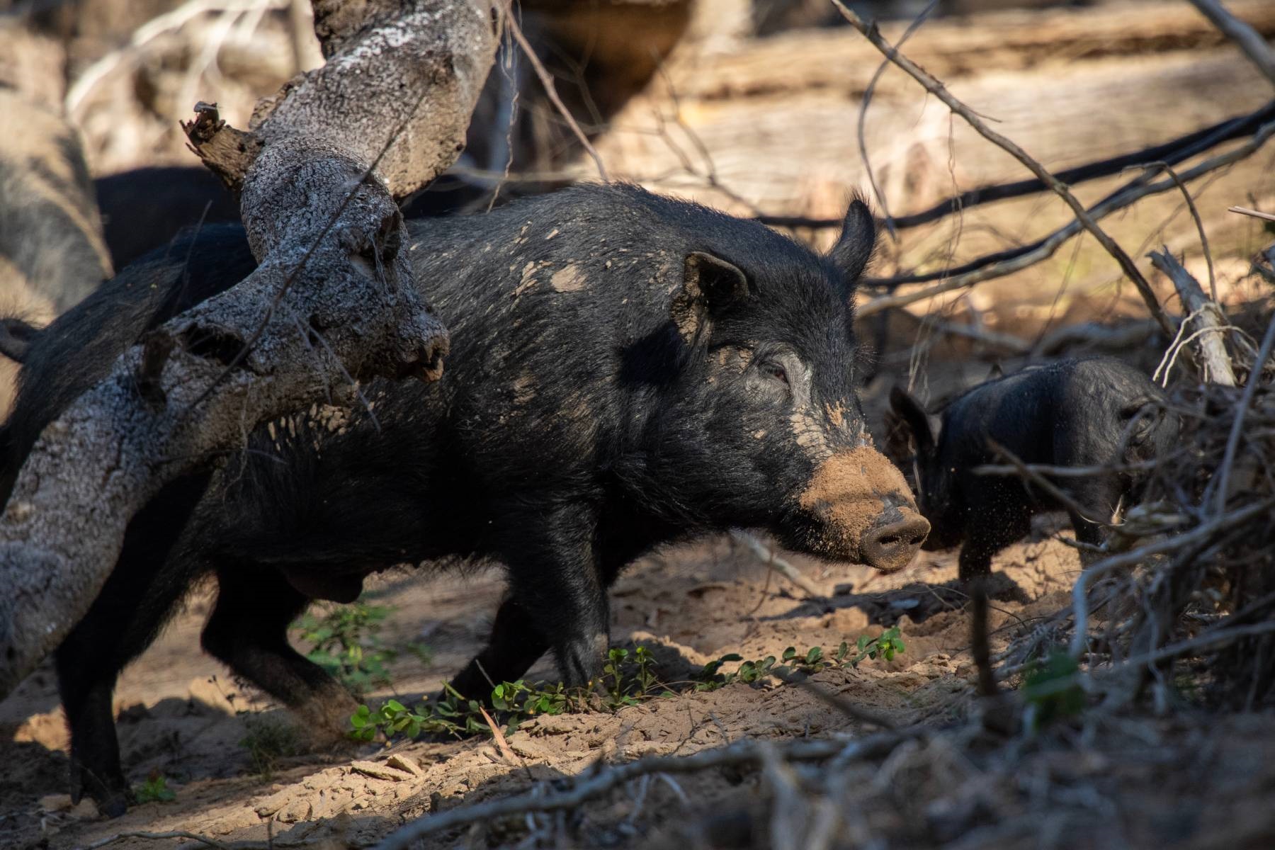 feral pigs