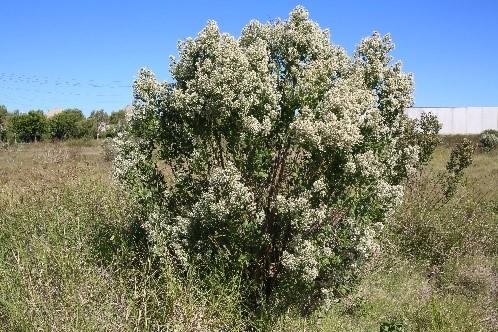 Groundsel bush