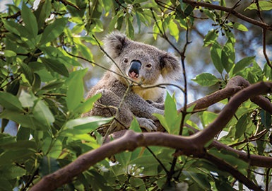 koala in tree