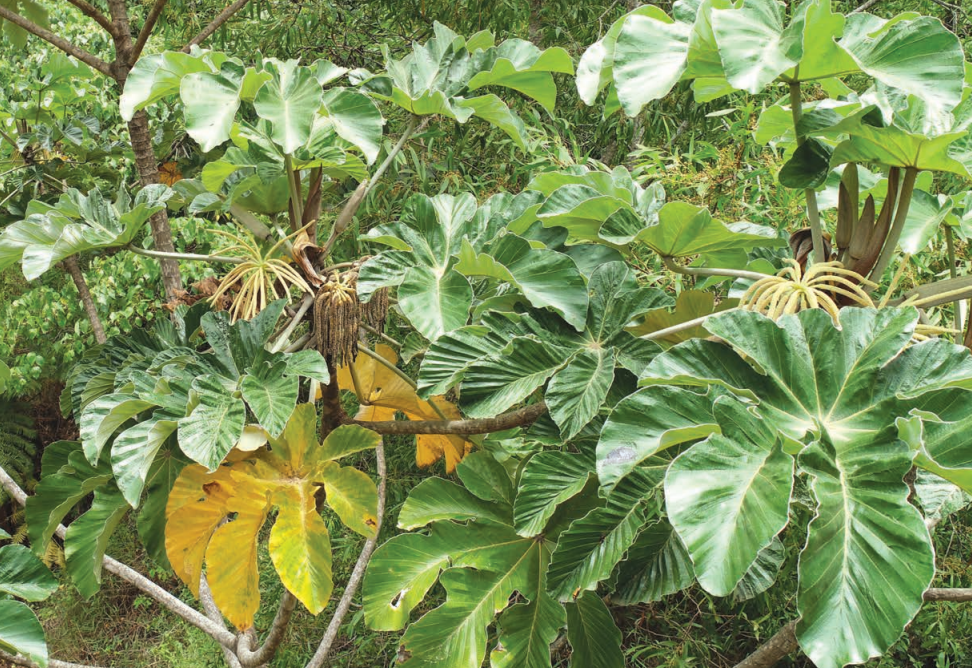 Mexican Bean Tree