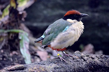 Noisy Pitta