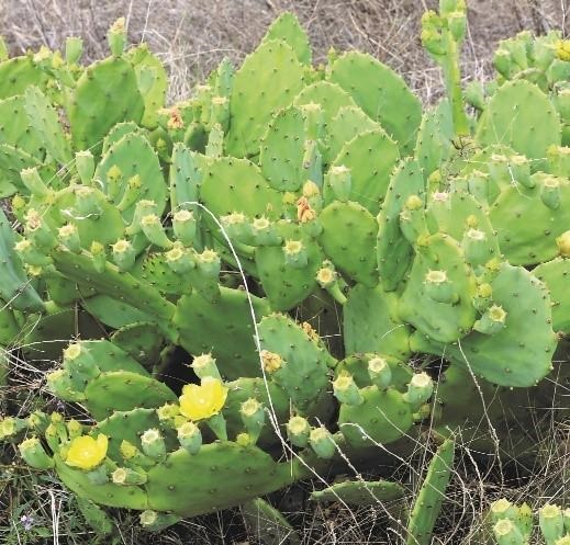 Opuntias