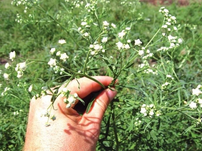 Parthenium