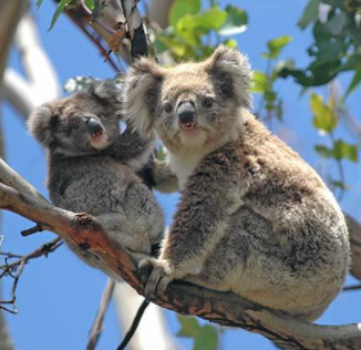 Koala in tree