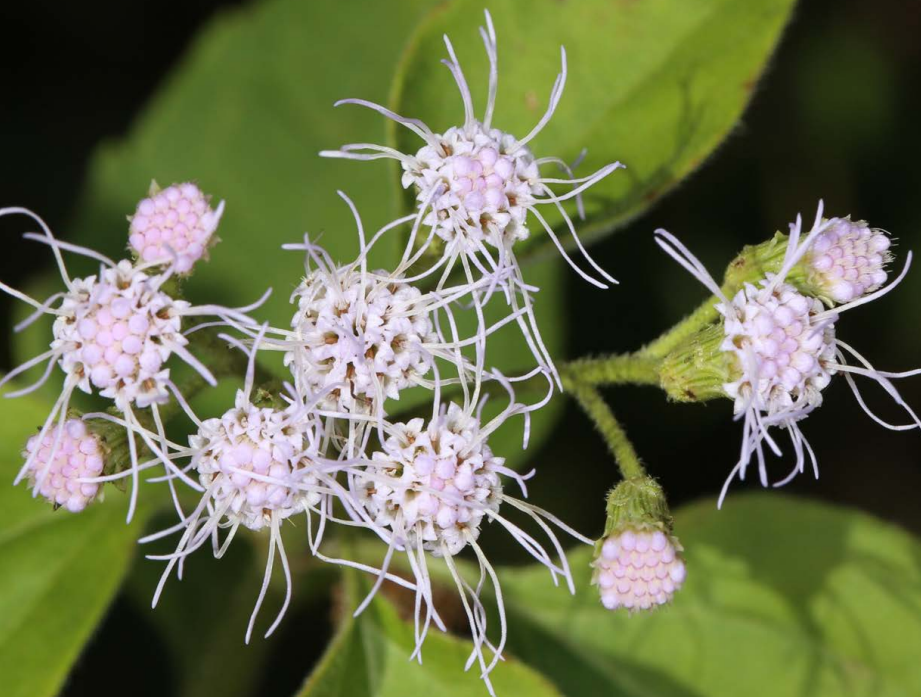 Siam Weed