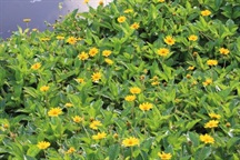 Singapore Daisy