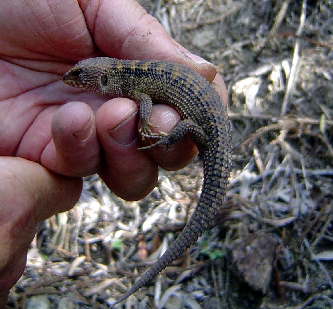 skink