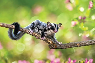 Sugar Glider