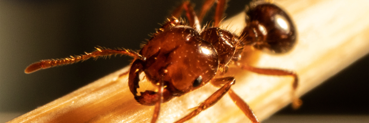 Fire ant