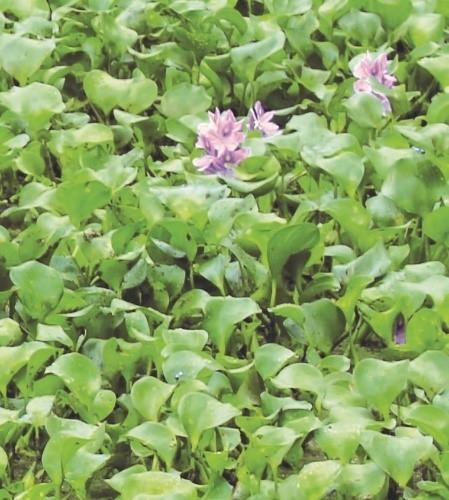 Water hyacinth