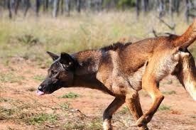 Wild dog