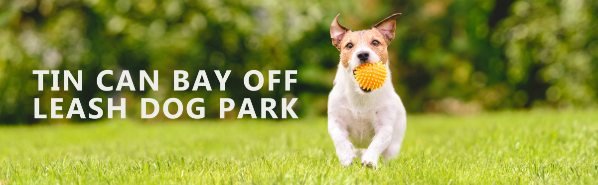 Dog running with ball