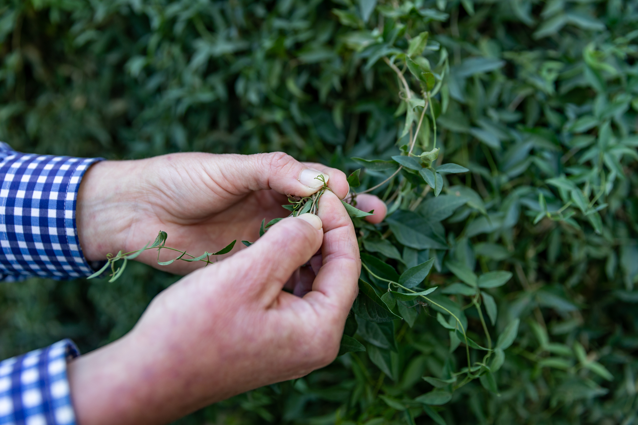 Dangerous Flowering Weeds That May Be in Your Yard