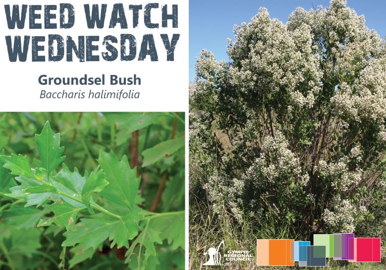 Groundsel bush