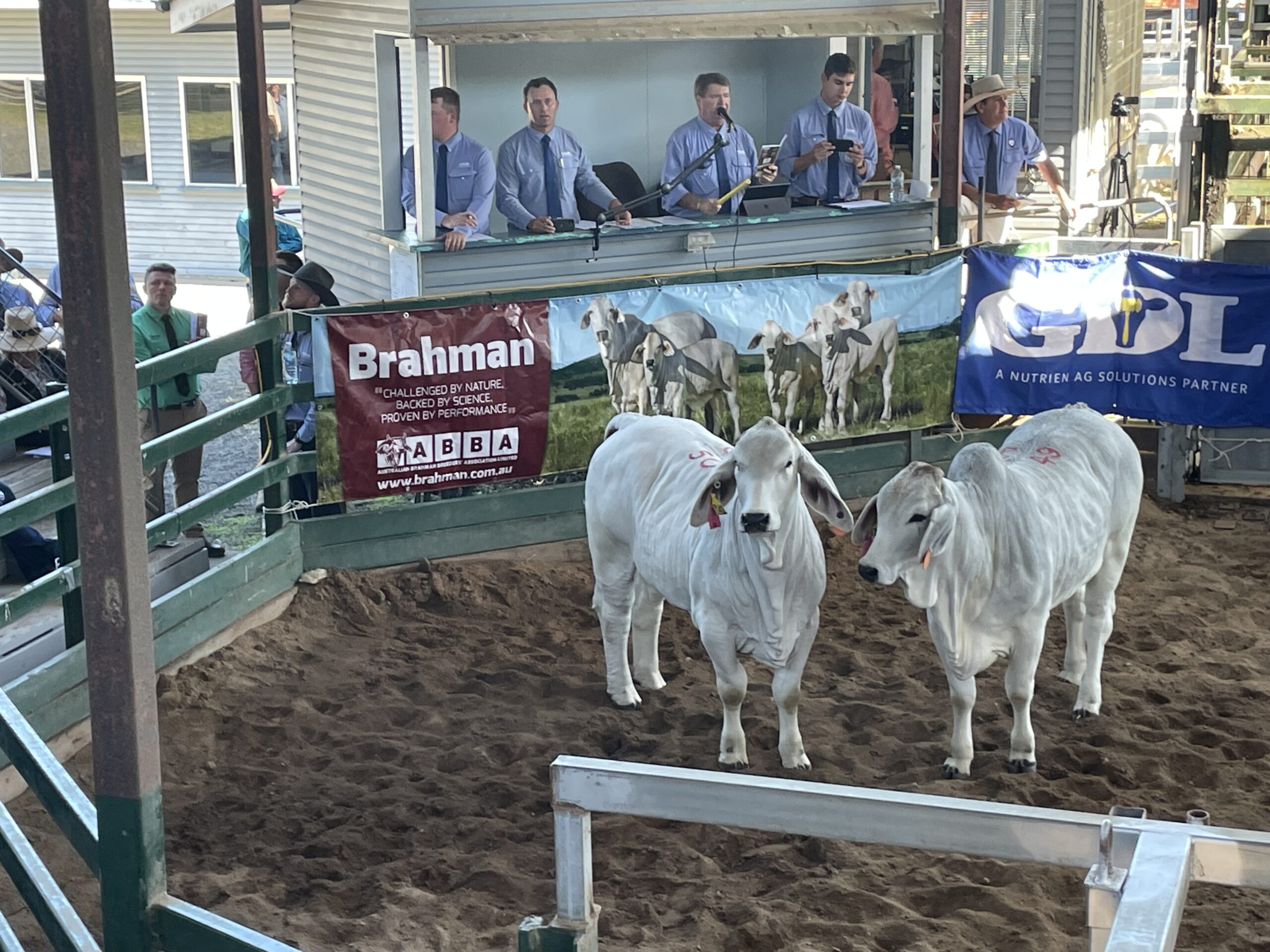 Gympie Brahman Female Sale