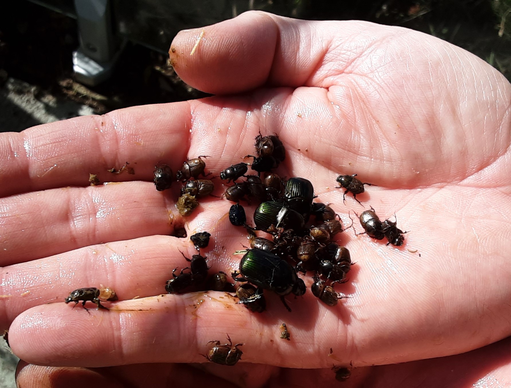 Landcare different species of dung beetles