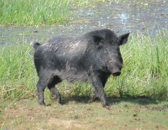 feral pig