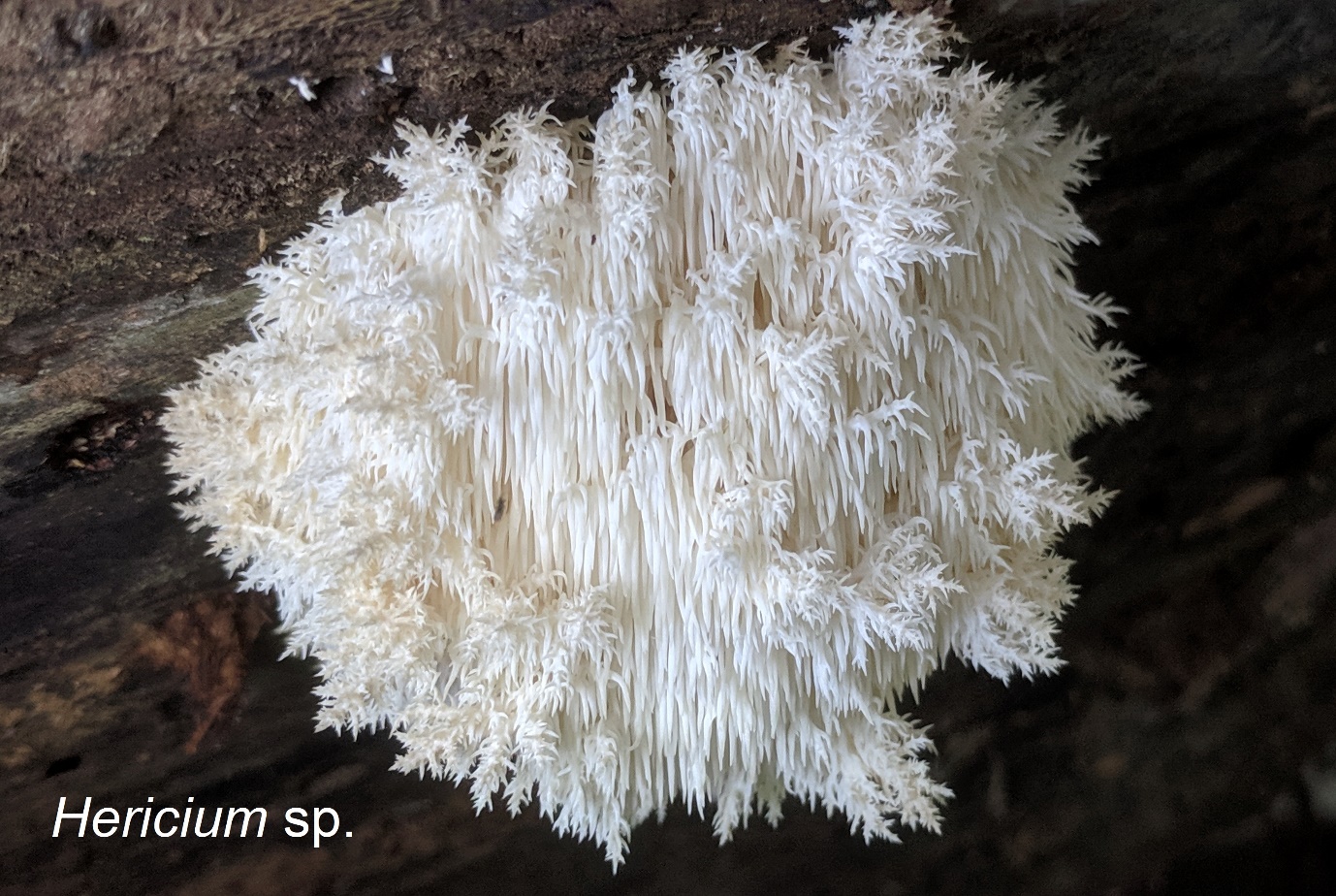 Queensland mycological society fungi