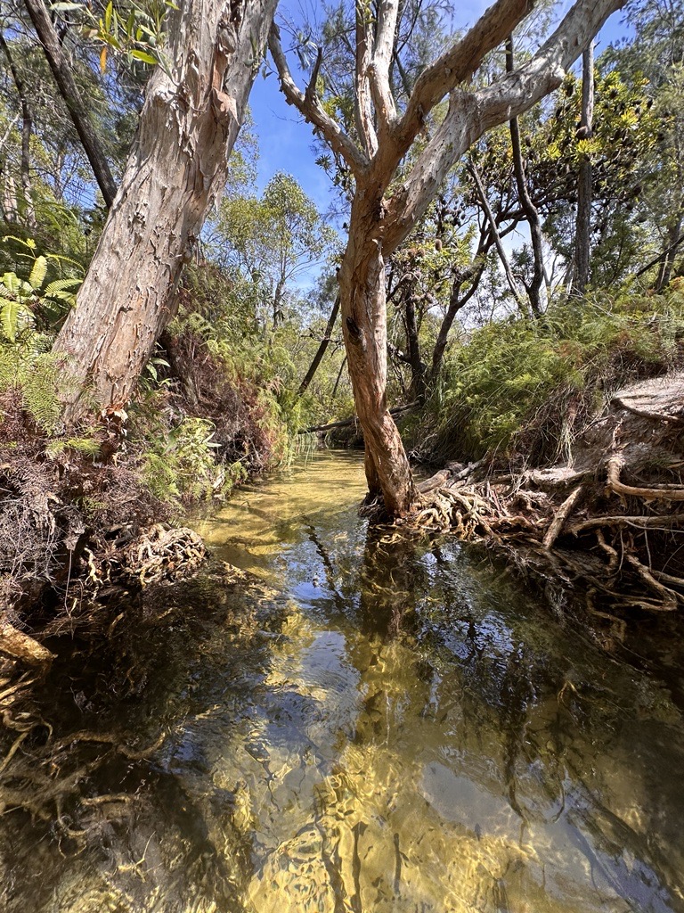 Searys creek