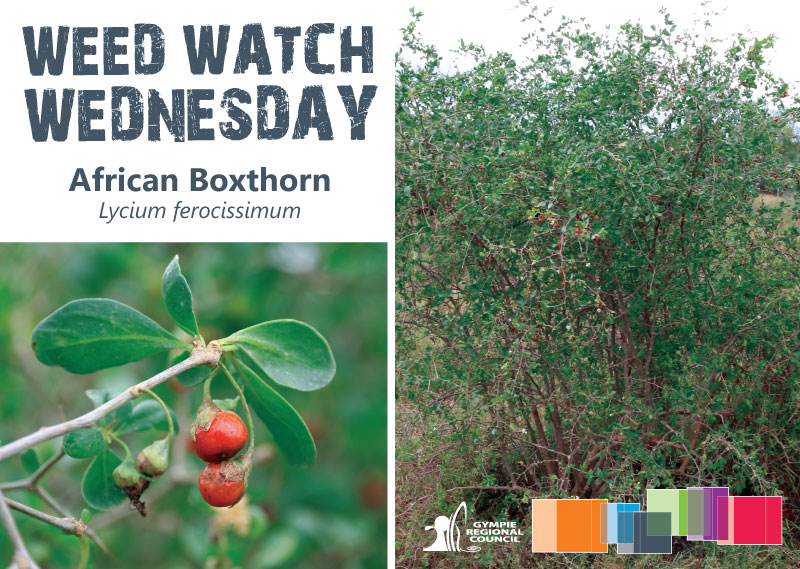 african boxthorn