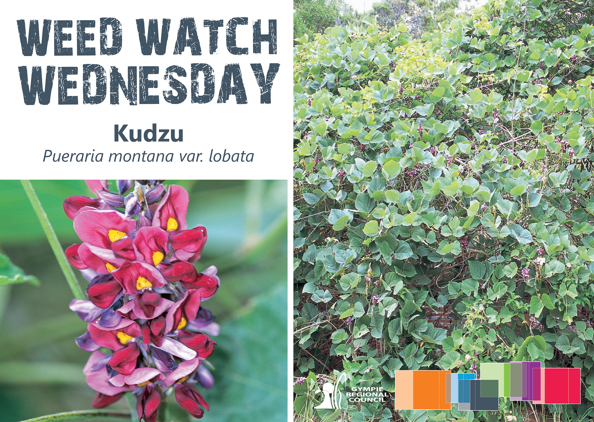 Www kudzu social tile 01