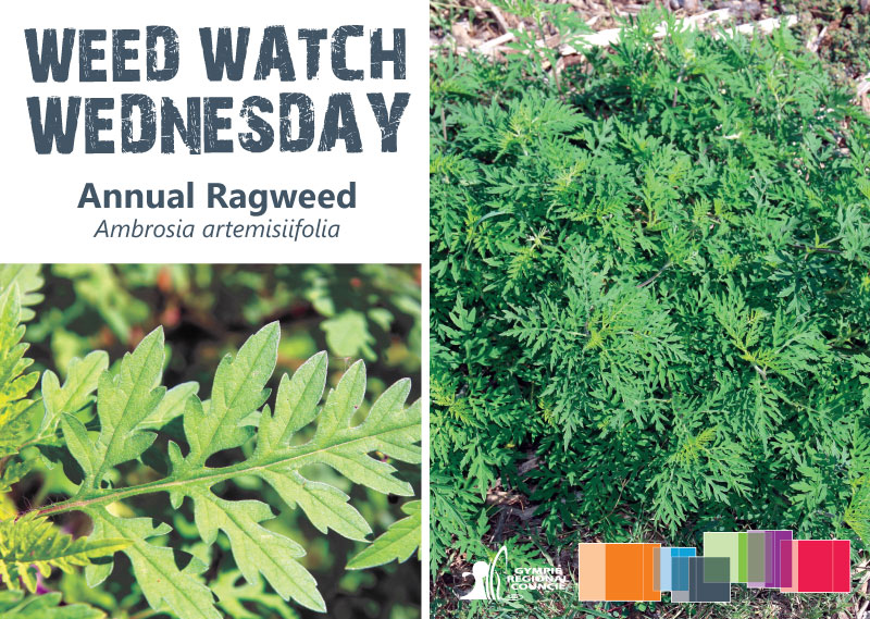 Ragweed