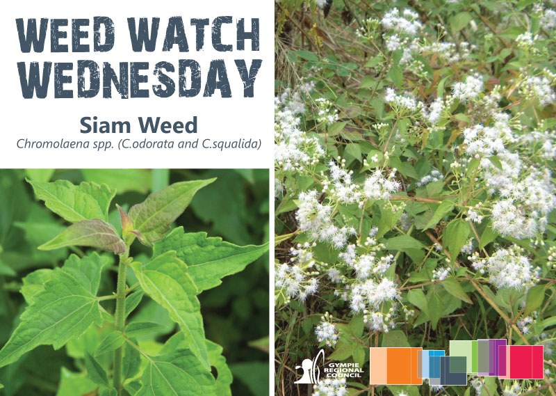 Siam weed