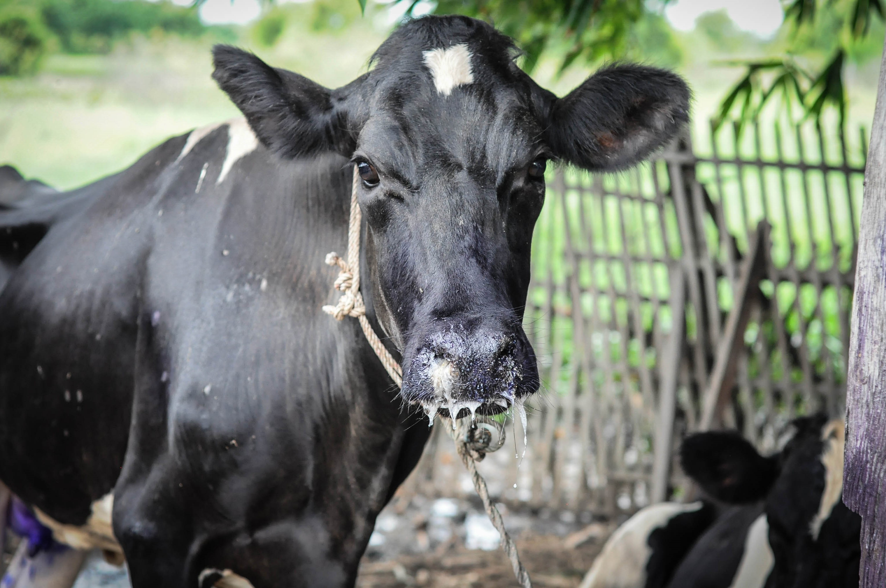 Foot and mouth cow