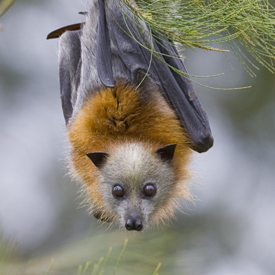 grey head bat