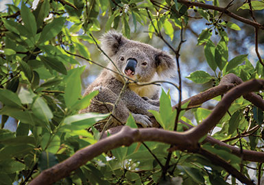 Koala