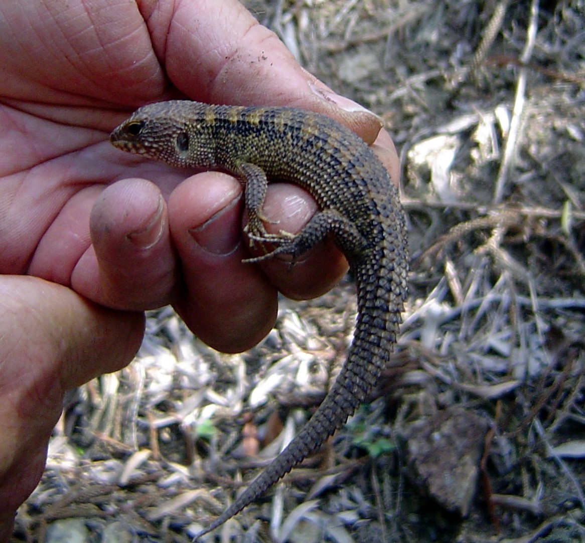 Skink